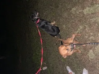 Found dog in Goldsboro, NC, 27534