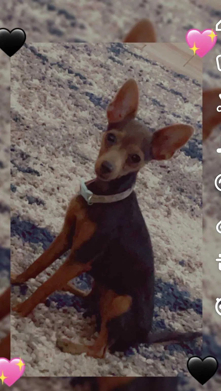 Lost dog in Visalia, CA, 93291