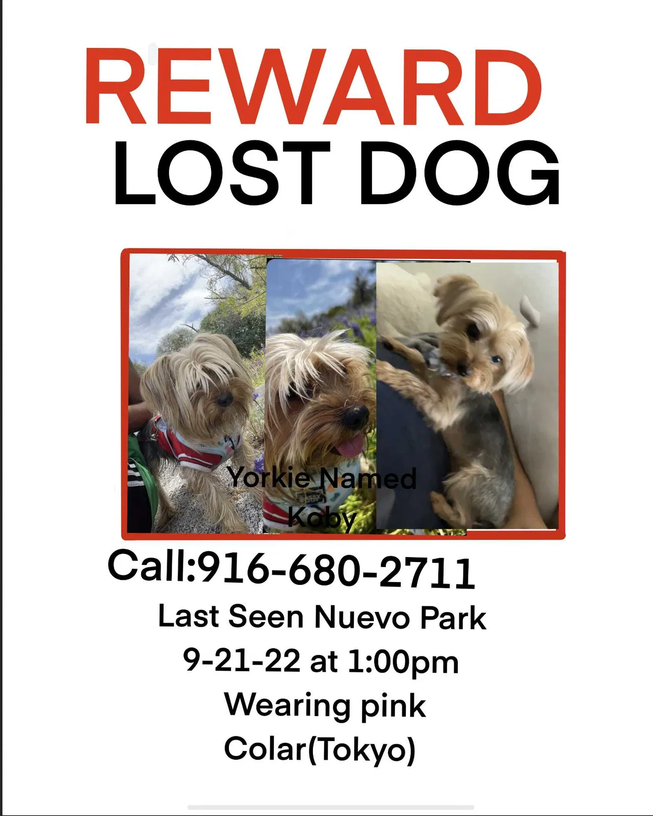 Lost dog in Sacramento, CA, 95838