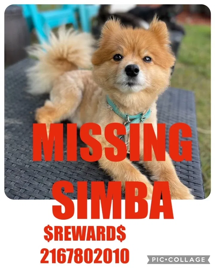 Lost dog in Cleveland, OH, 44125