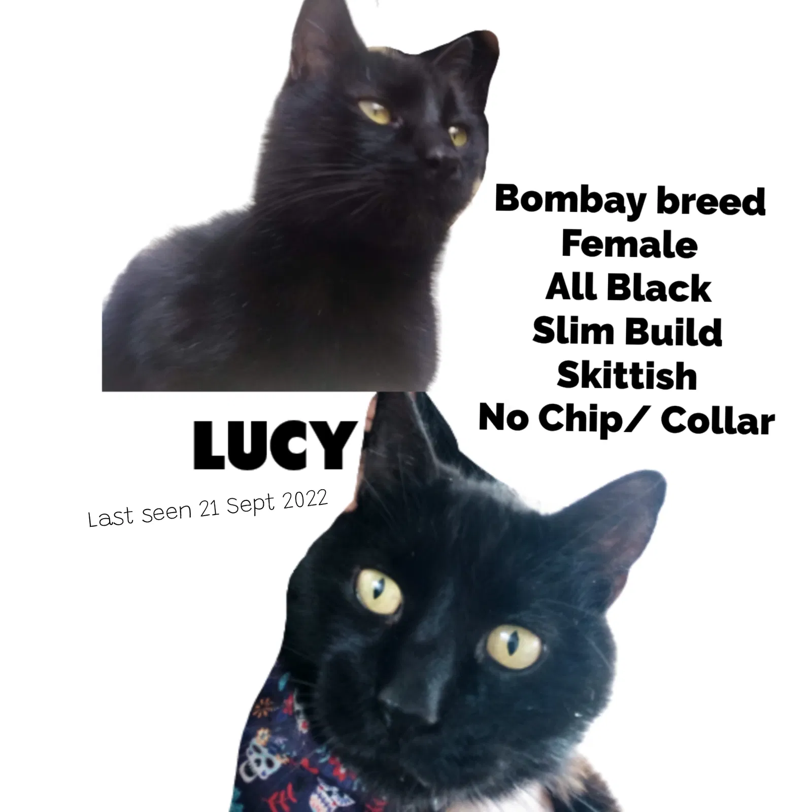 Lost cat in La Puente, CA, 91744
