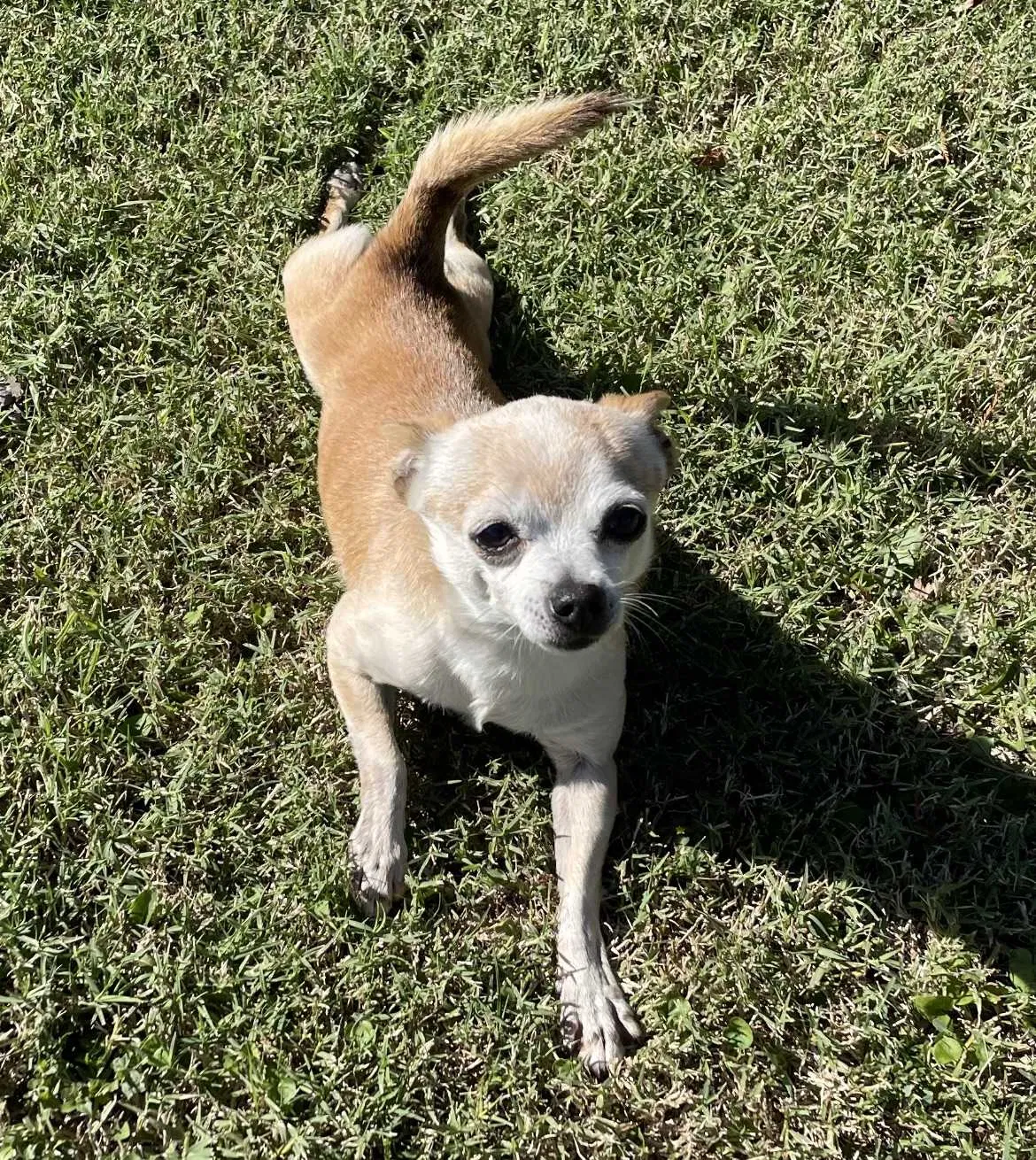 Lost dog in Crowley, TX, 76036