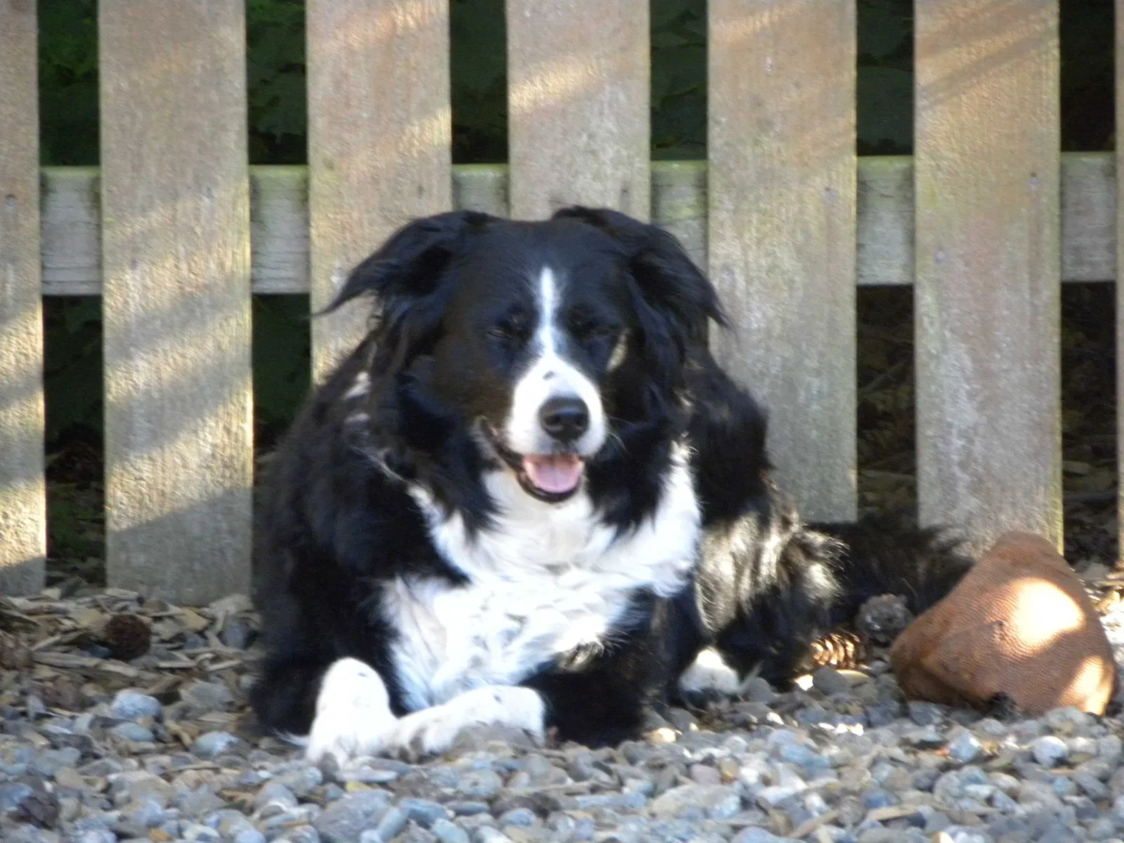Lost dog in Everett, WA, 98203