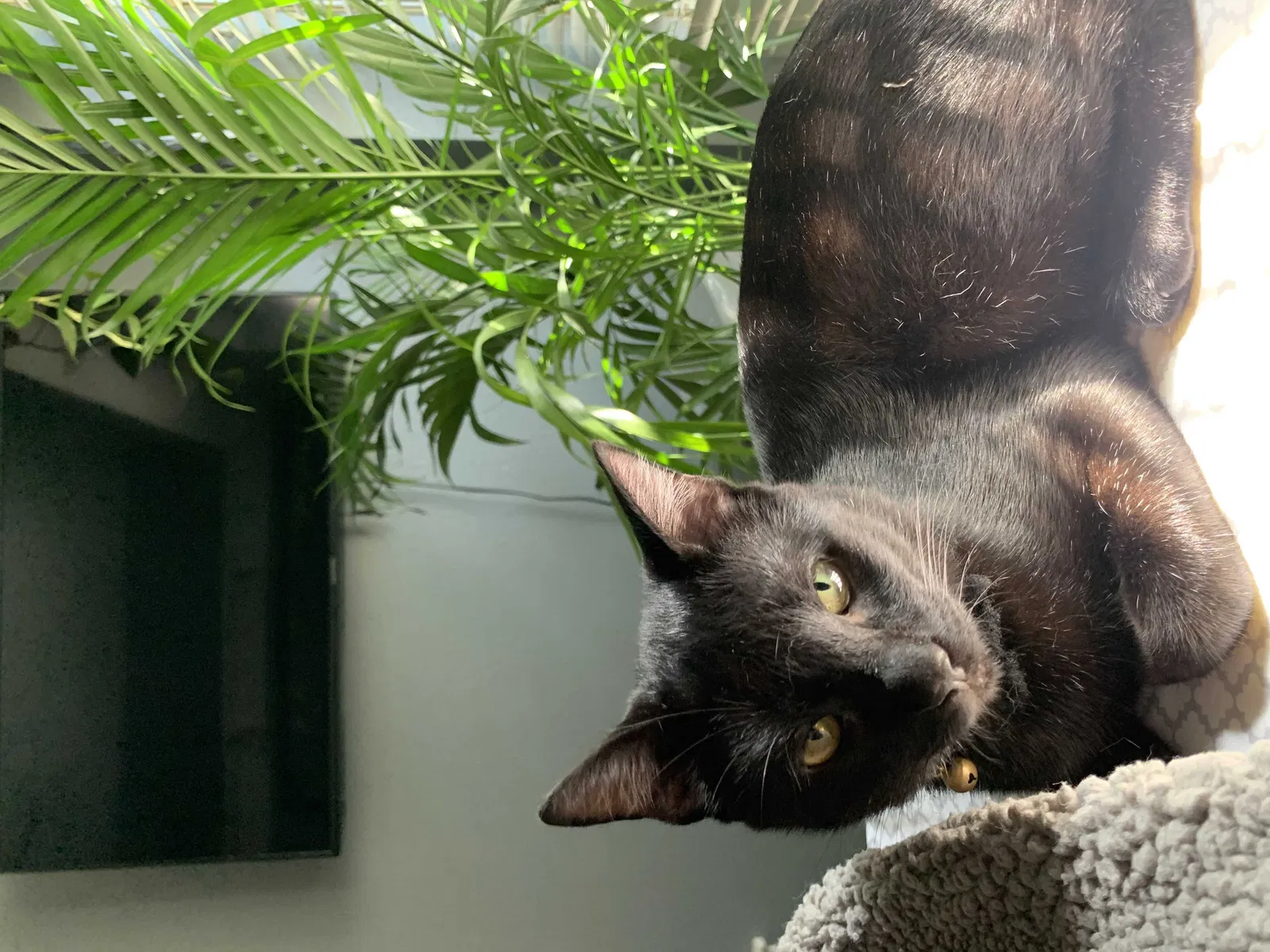 Lost cat in Cleburne, TX, 76031