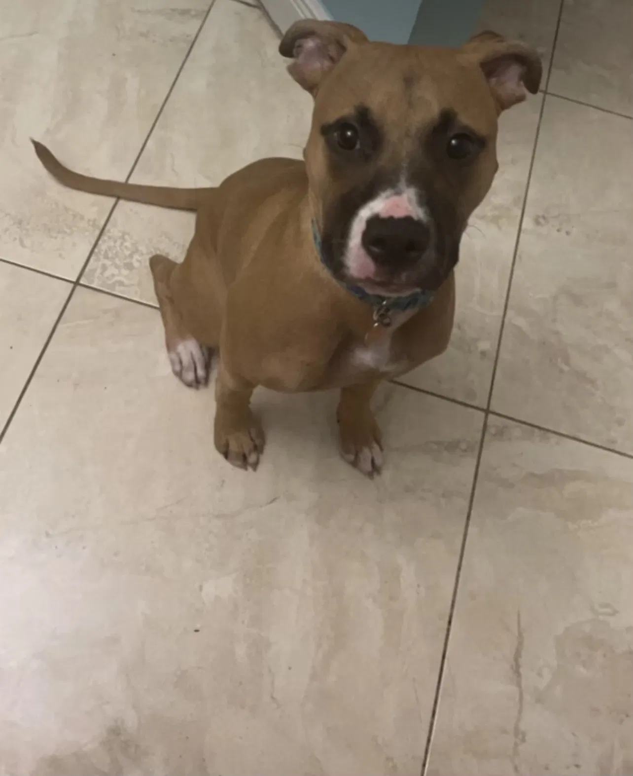 Lost dog in West Palm Beach, FL, 33406