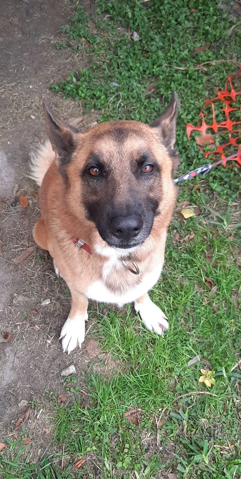 Lost dog in Houston, TX, 77065