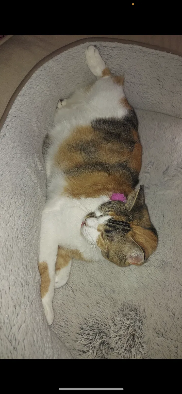 Lost cat in Miami, FL, 33196