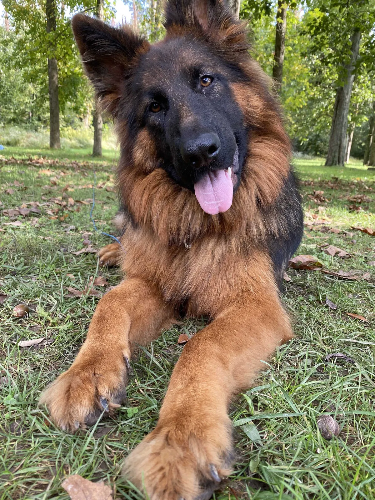 Lost dog in Lafayette, IN, 47909