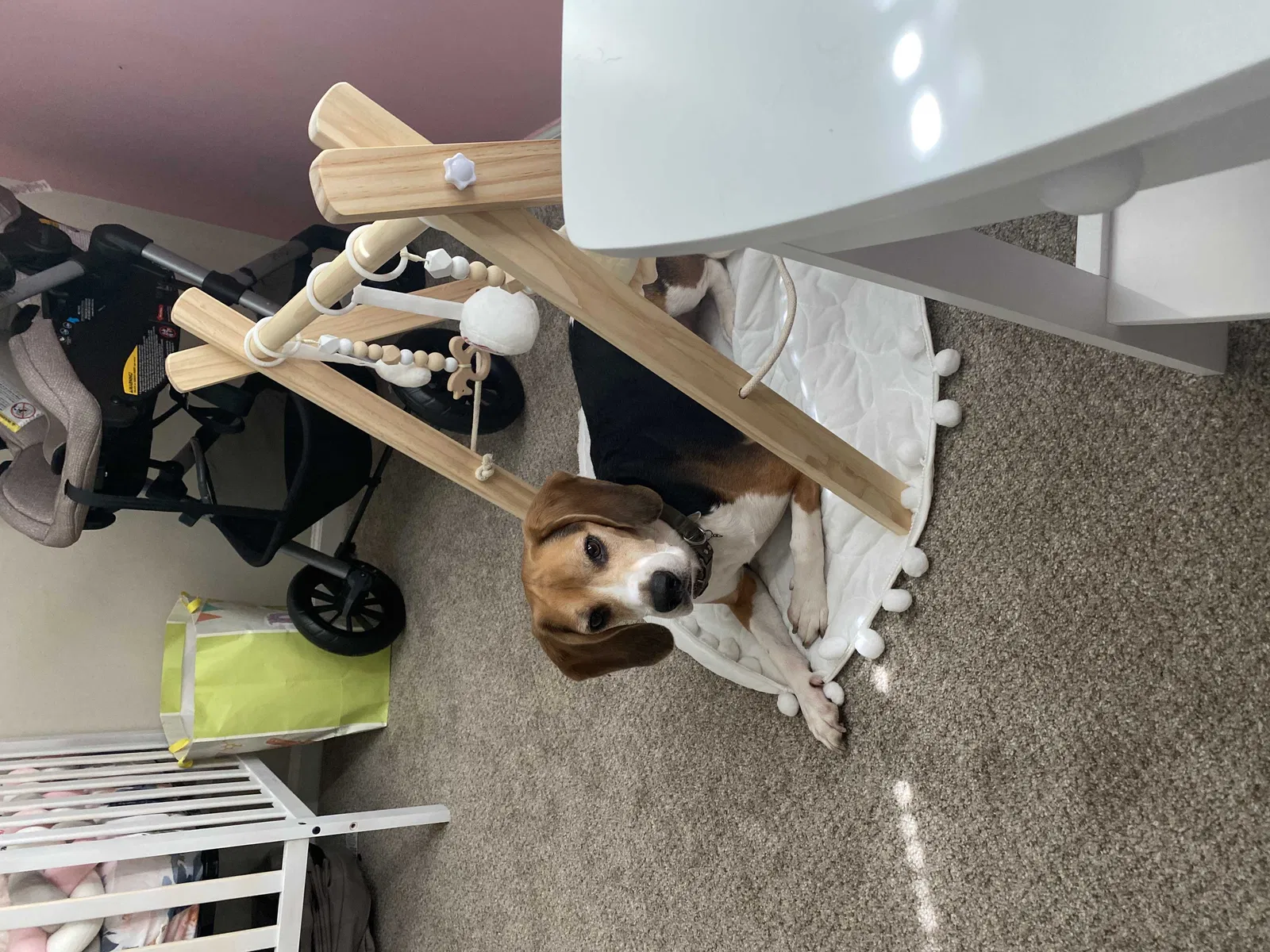 Lost dog in Middleburg, FL, 32068