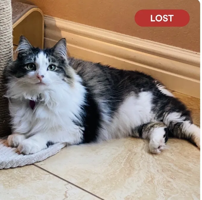 Lost cat in Bonita, CA, 91902