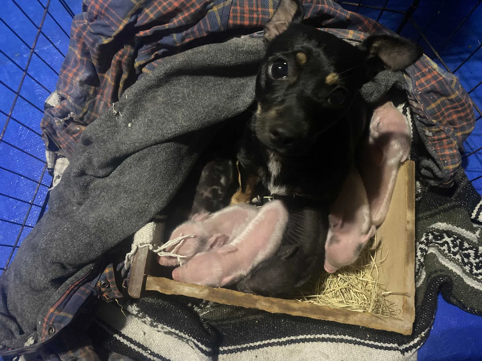 Lost dog in Bogalusa, LA, 70427
