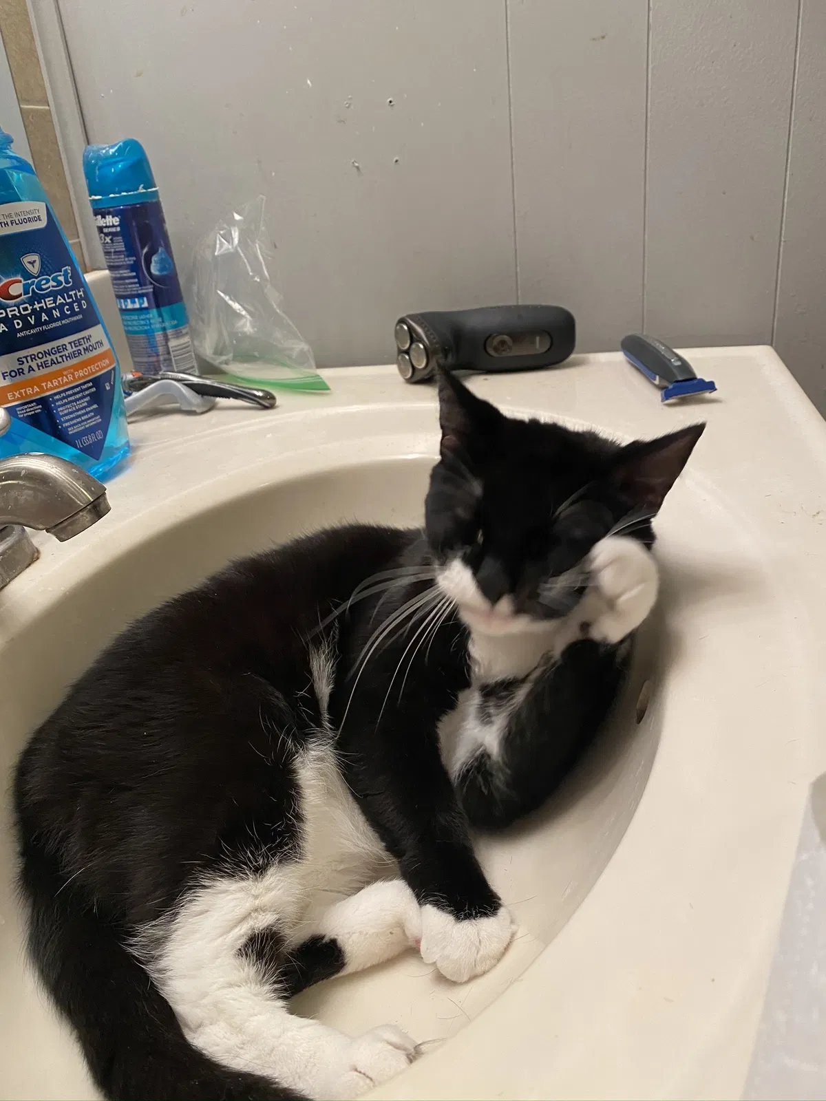 Lost cat in Reading, PA, 19609