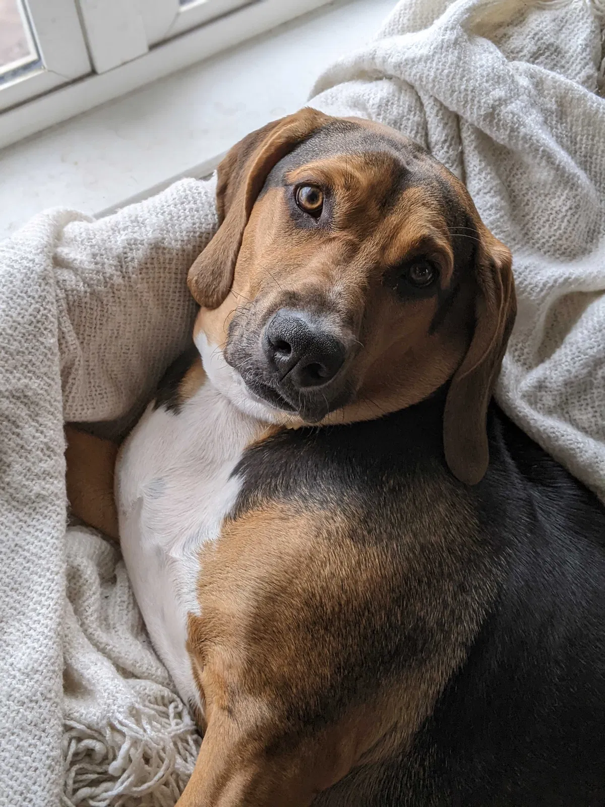 Lost dog in Plainfield, IN, 46168