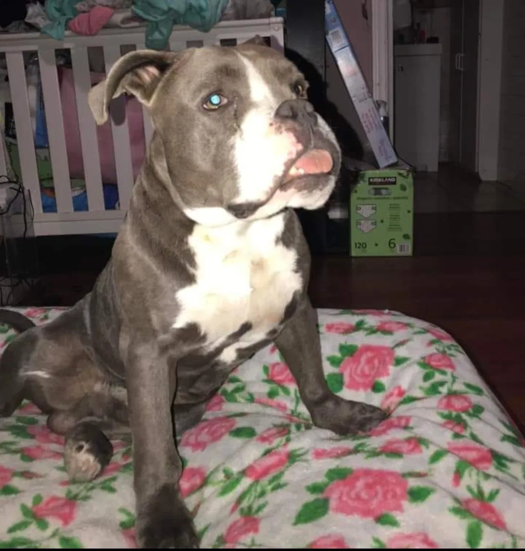 Lost dog in La Puente, CA, 91744