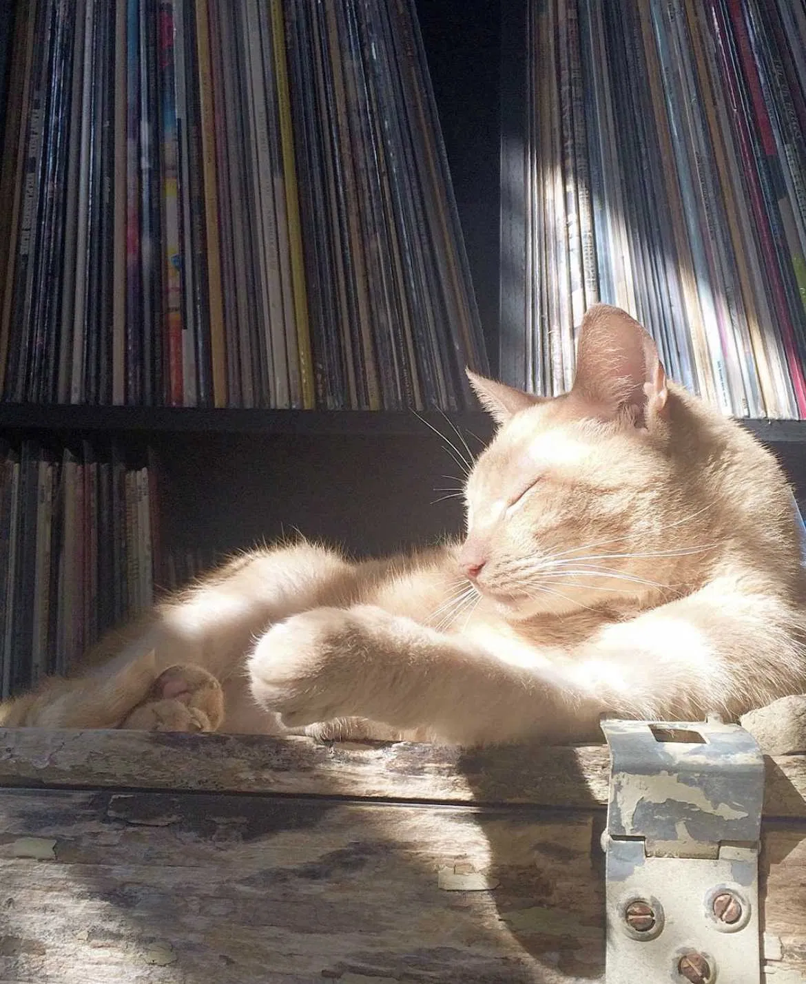 Lost cat in Warrior, AL, 35180