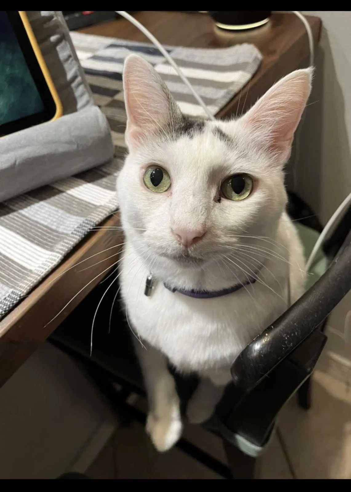 Lost cat in Miami, FL, 33186