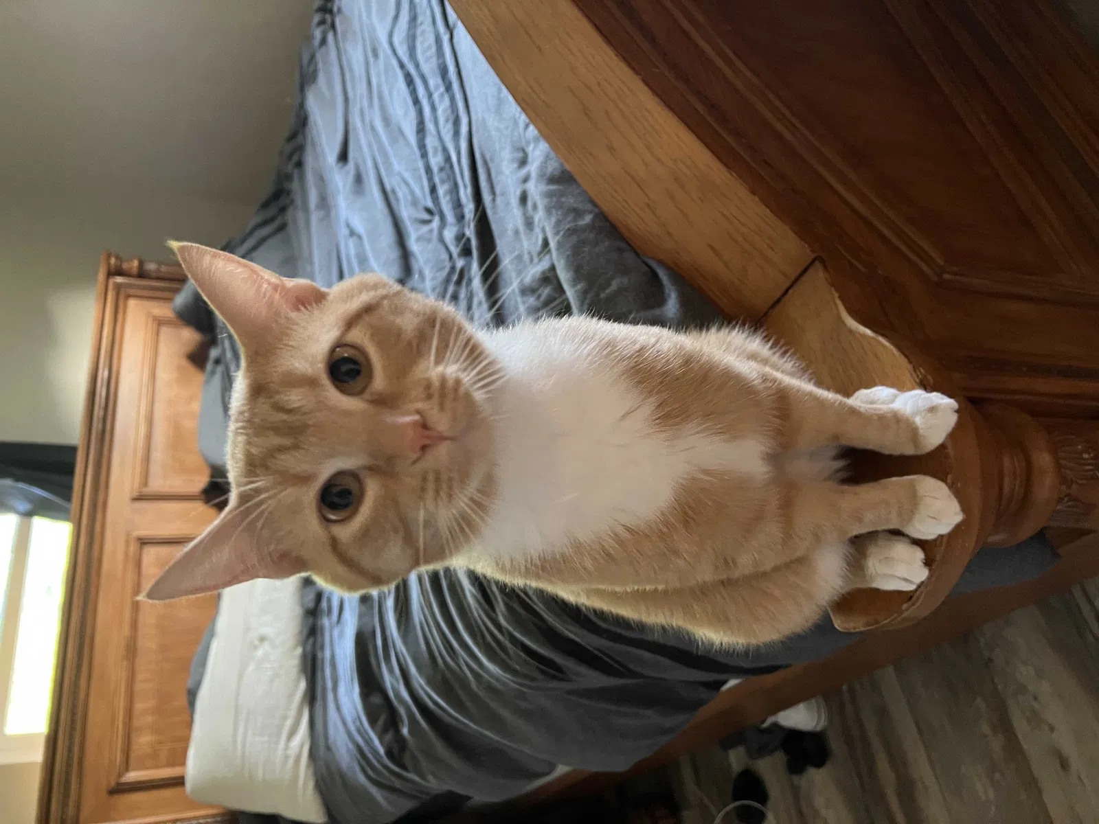 Lost cat in Martinsville, IN, 46151