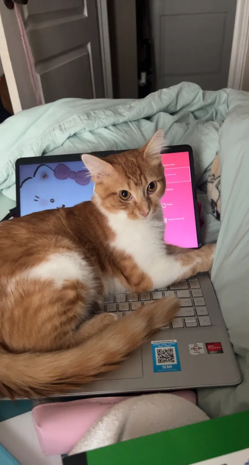 Lost cat in Harlingen, TX, 78550