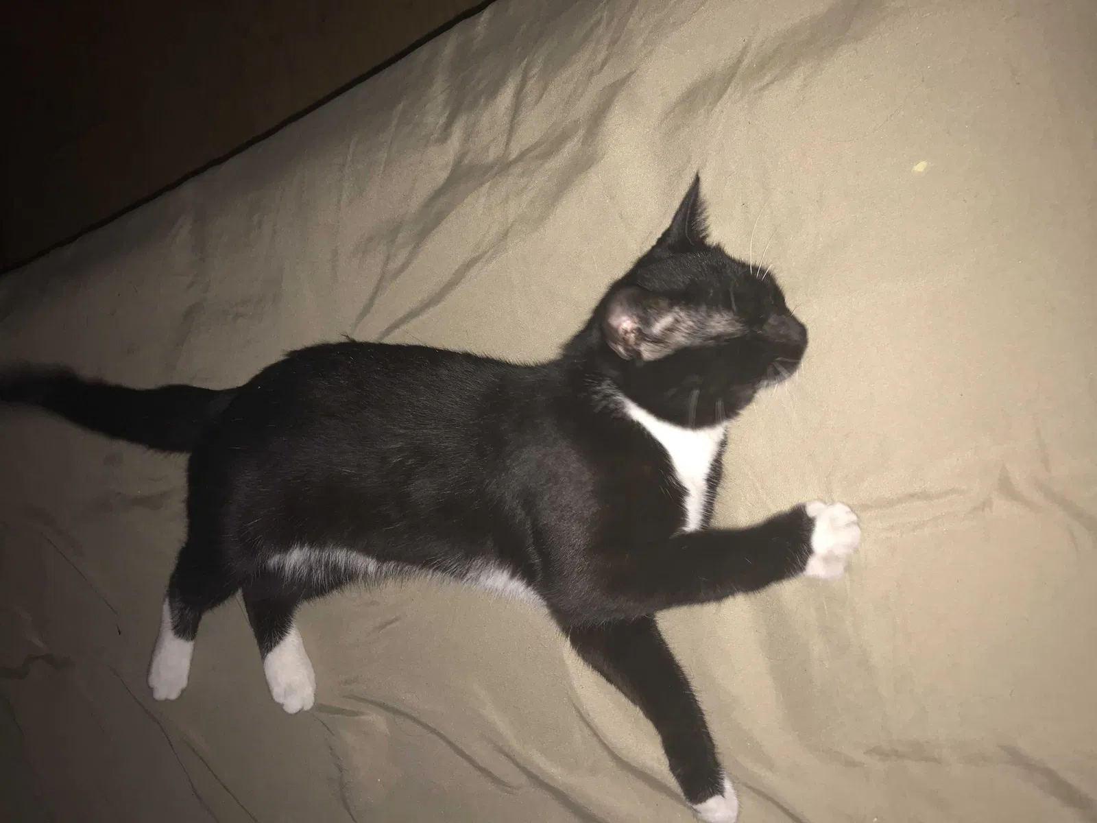 Lost cat in New Port Richey, FL, 34653