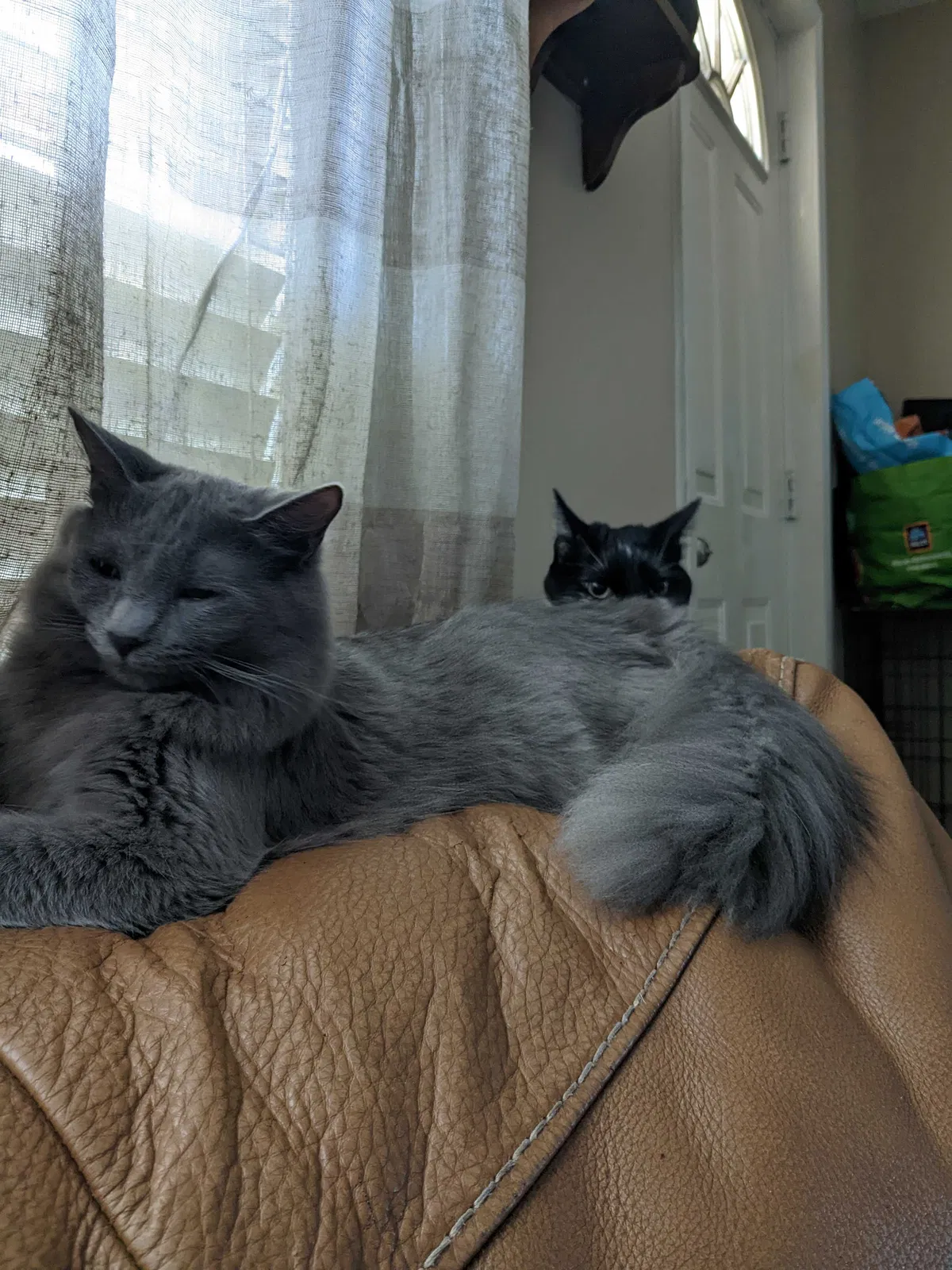 Lost cat in Fort Myers, FL, 33907