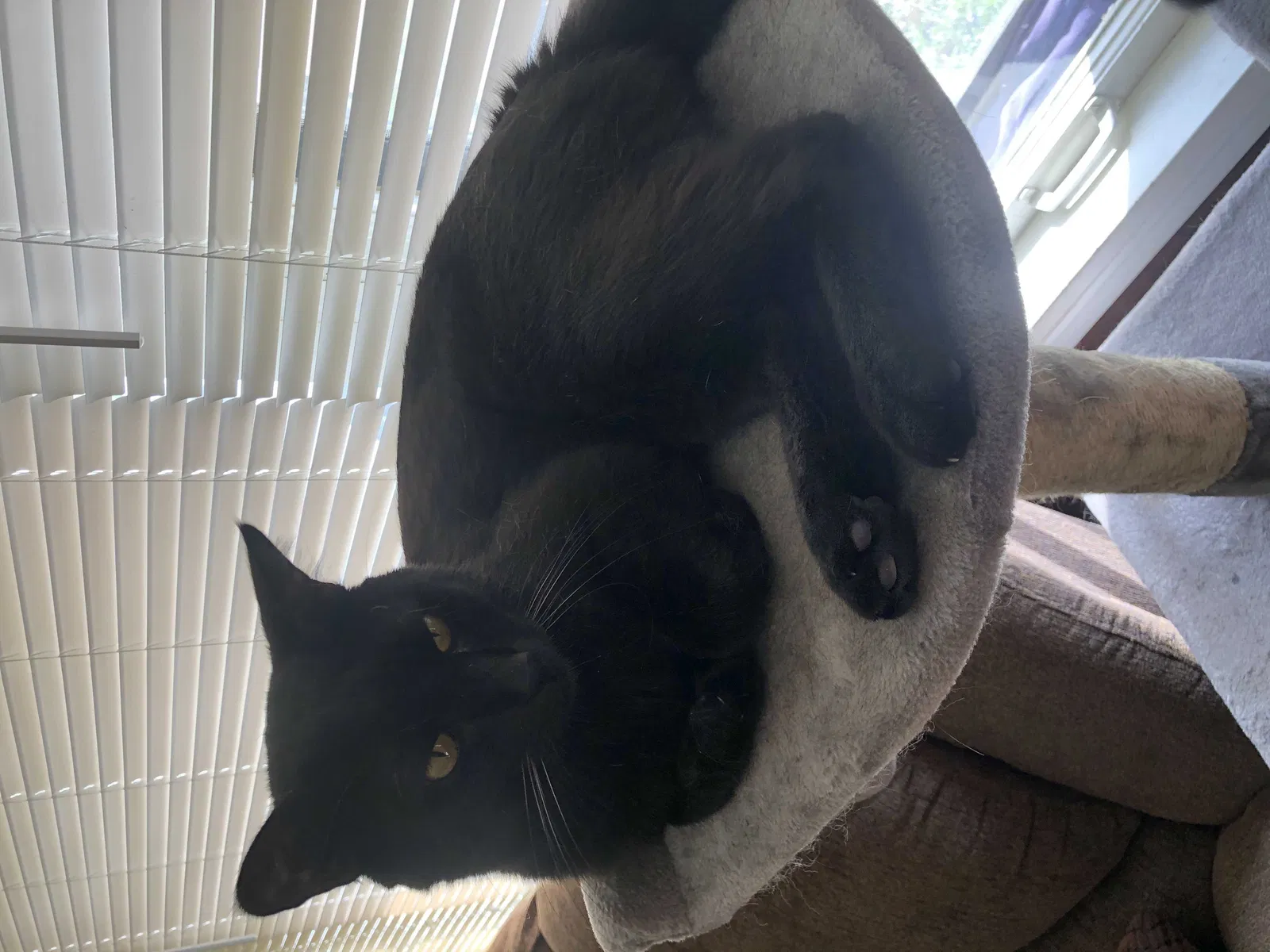 Lost cat in Saint Louis, MO, 63135