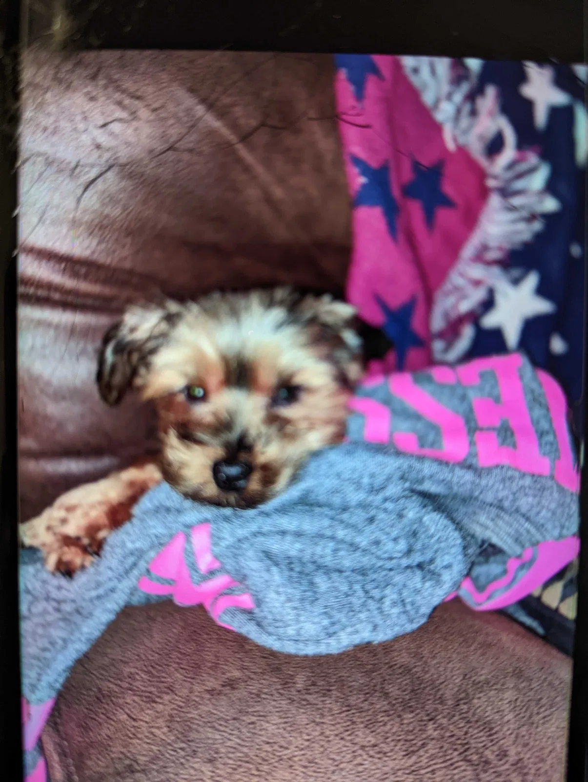 Lost dog in Unknown, TN, 38752