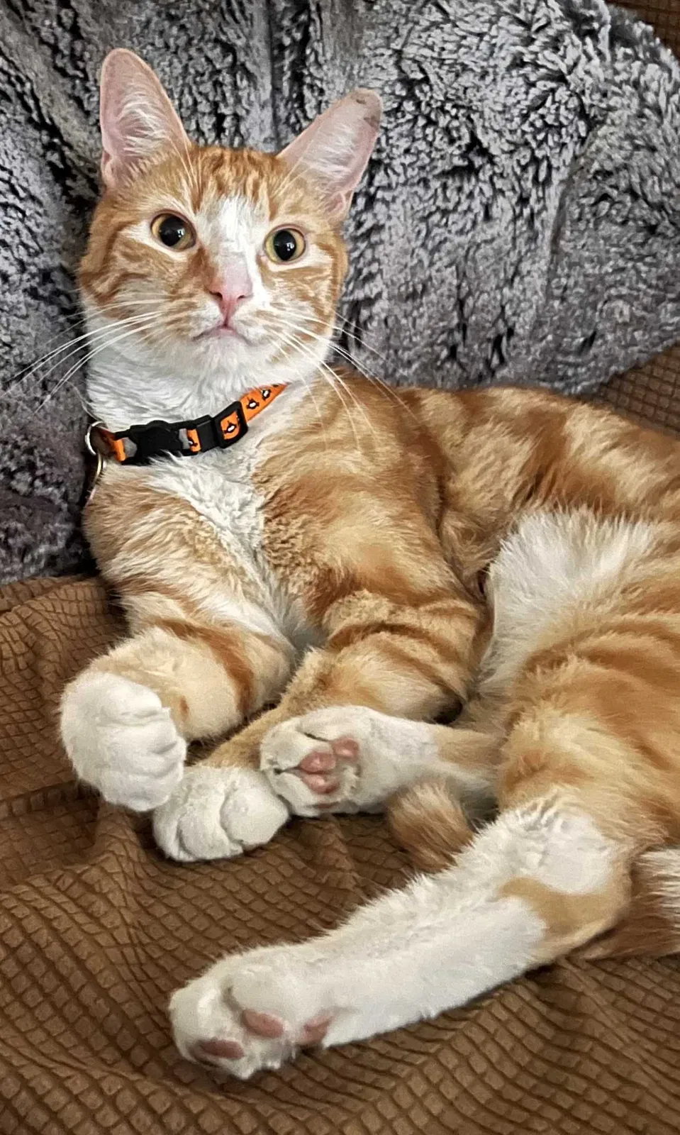 Lost cat in Lake Elsinore, CA, 92530