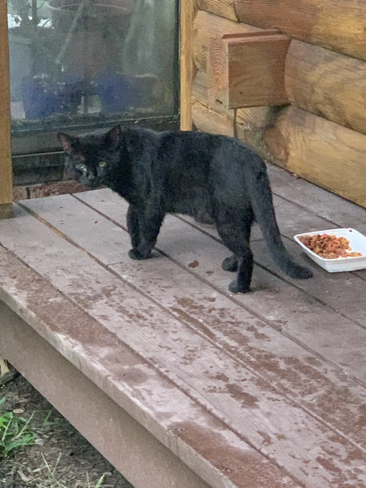 Found cat in Mays Landing, NJ, 8330