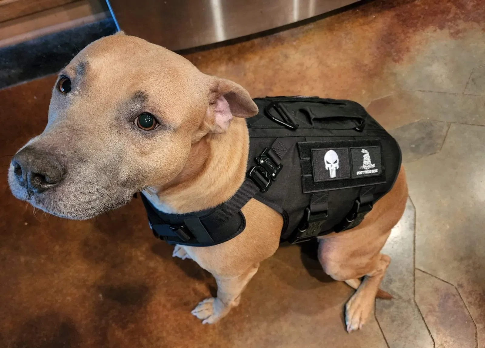 Lost dog in Horn Lake, MS, 38637