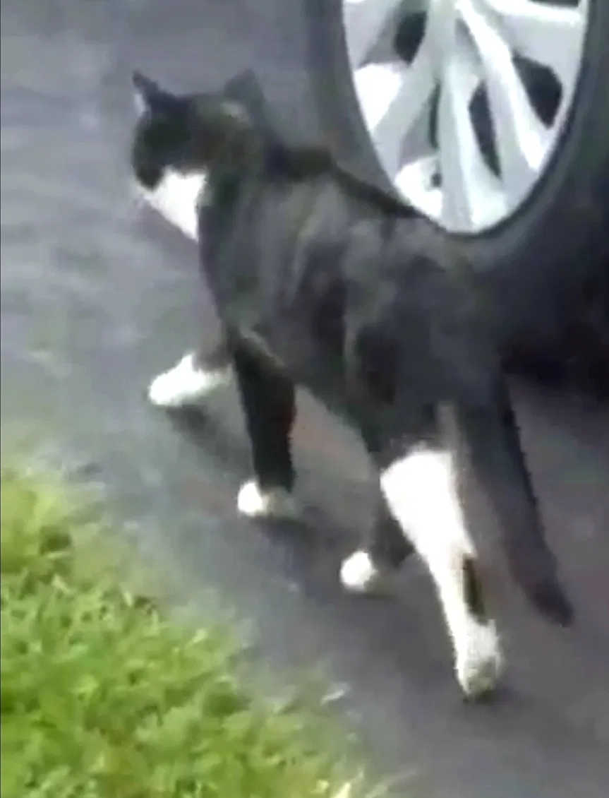 Lost cat in Claymont, DE, 19703