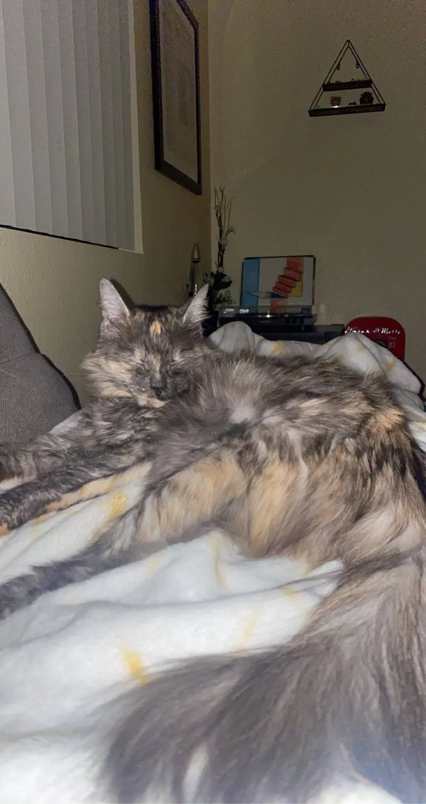 Lost cat in Las Vegas, NV, 89113
