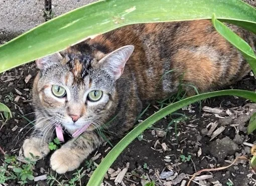 Lost cat in Santa Ana, CA, 92704