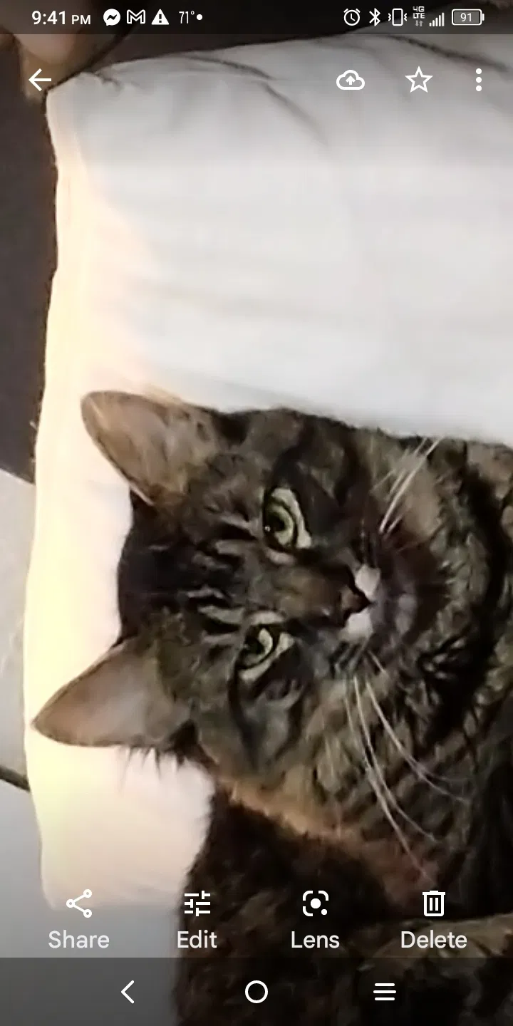 Lost cat in Rock Springs, WY, 82901