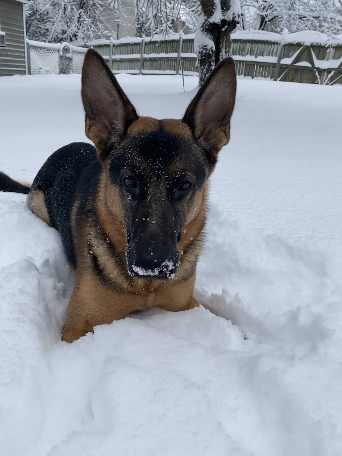 Lost dog in Severn, MD, 21144