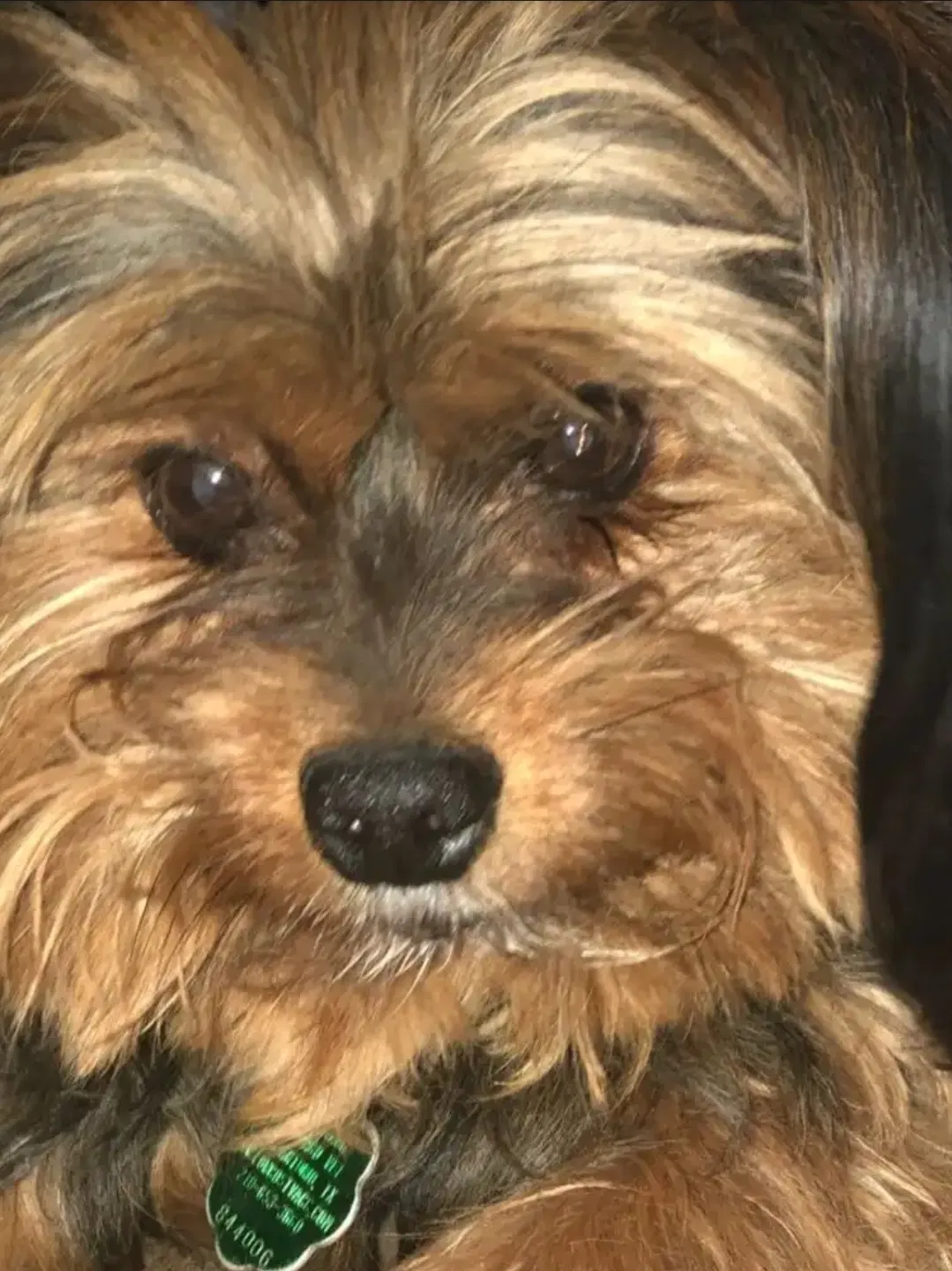 Lost dog in Schertz, TX, 78154