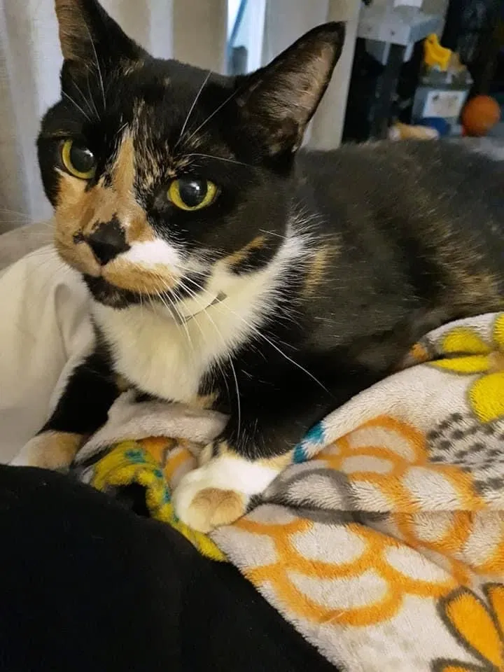 Lost cat in Green Cove Springs, FL, 32043