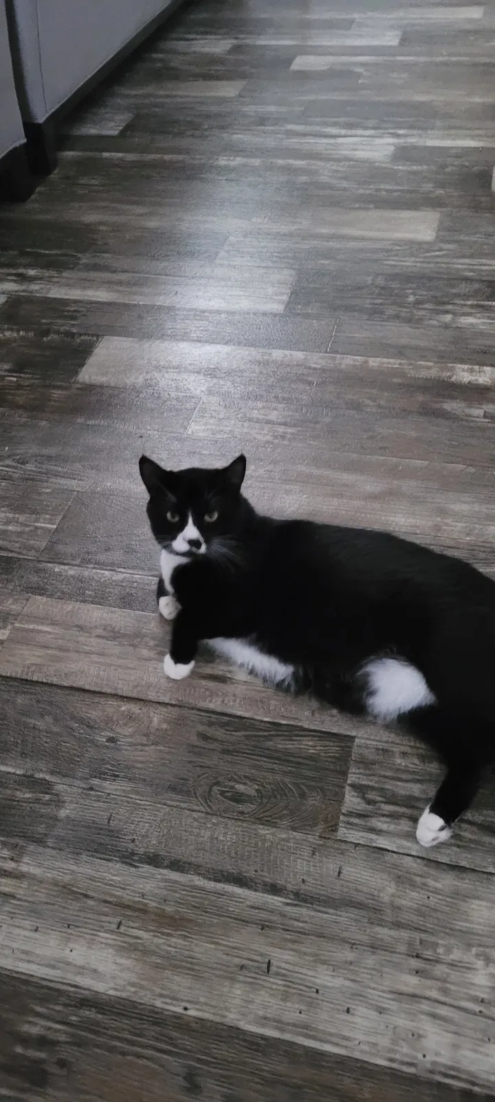 Lost cat in Odessa, TX, 79764