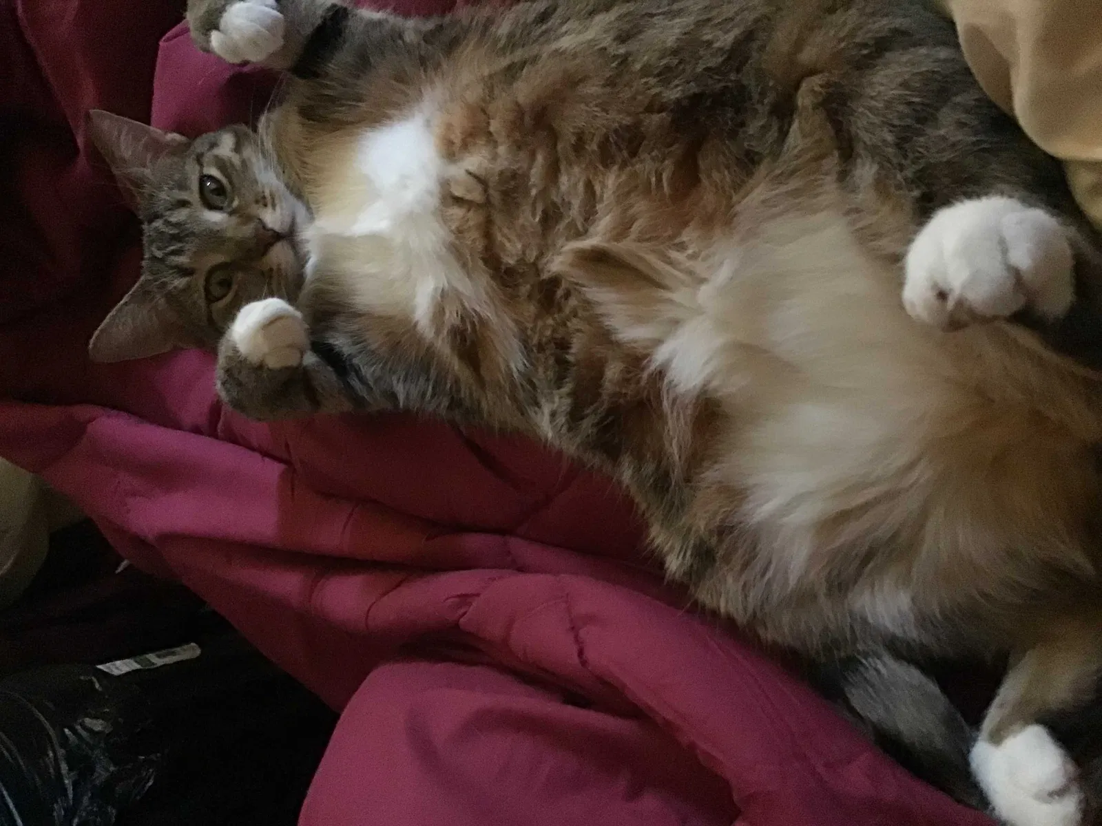 Lost cat in Oshkosh, WI, 54901