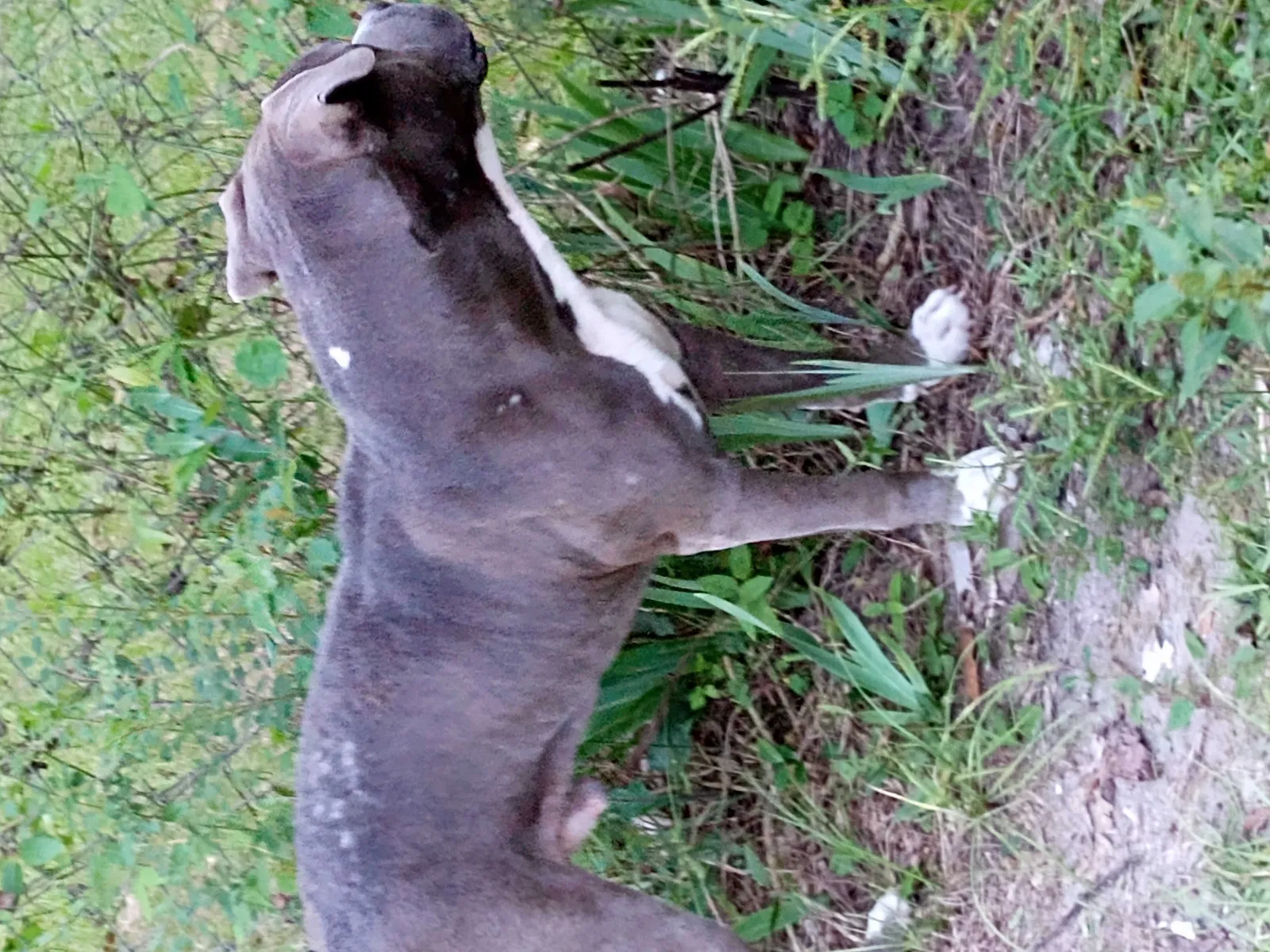 Found dog in Roberta, GA, 31078