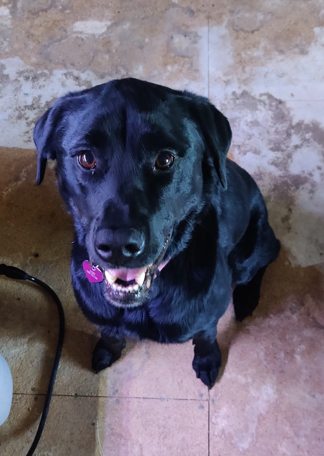 Lost dog in Sandpoint, ID, 83864