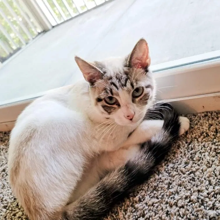 Lost cat in Fort Walton Beach, FL, 32547