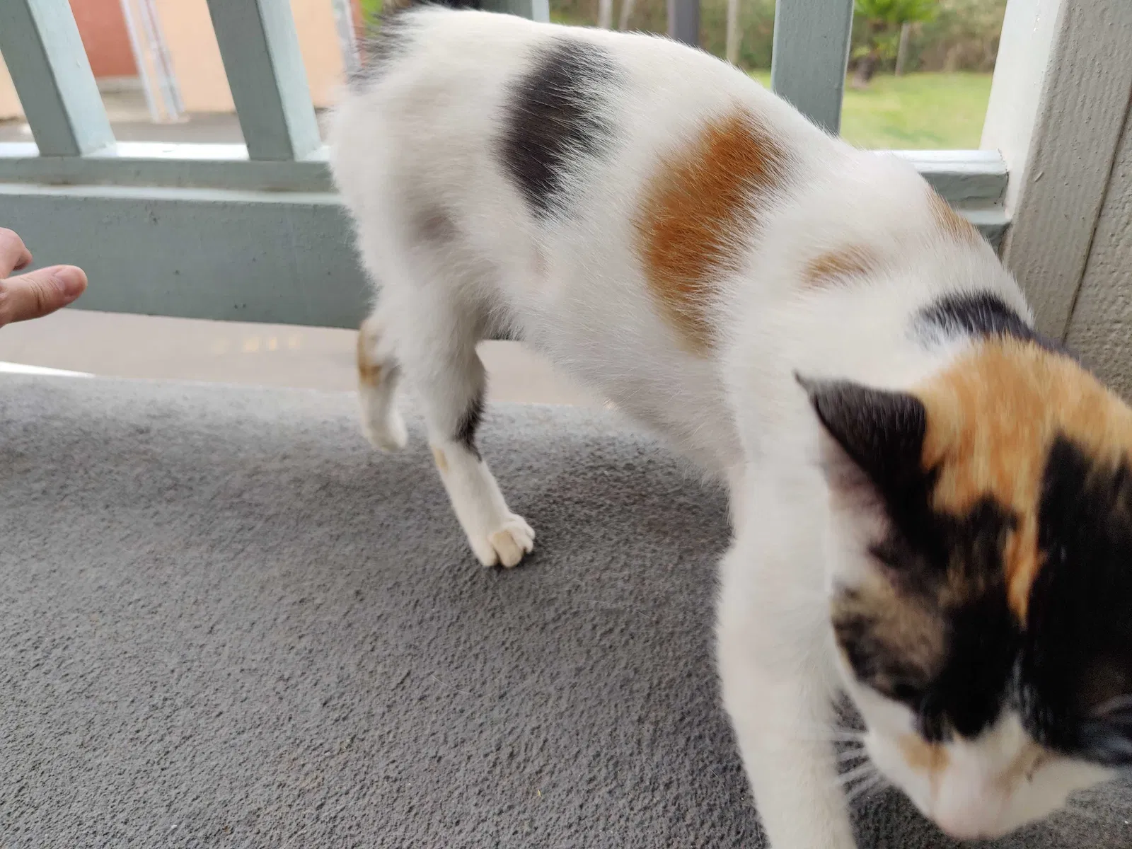 Lost cat in Aiea, HI, 96701