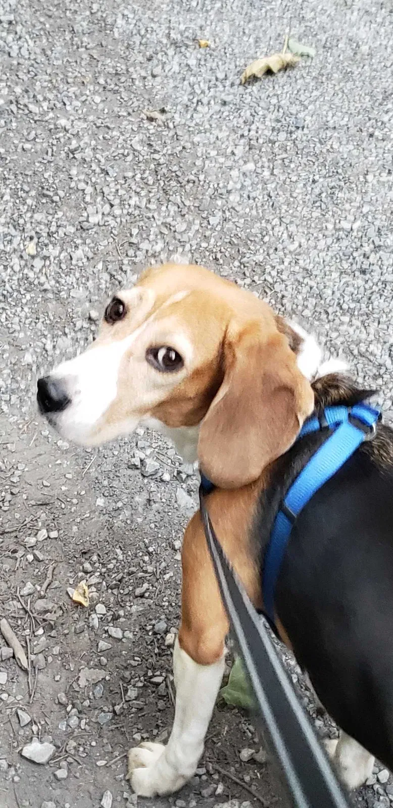 Lost dog in New Castle, VA, 24127