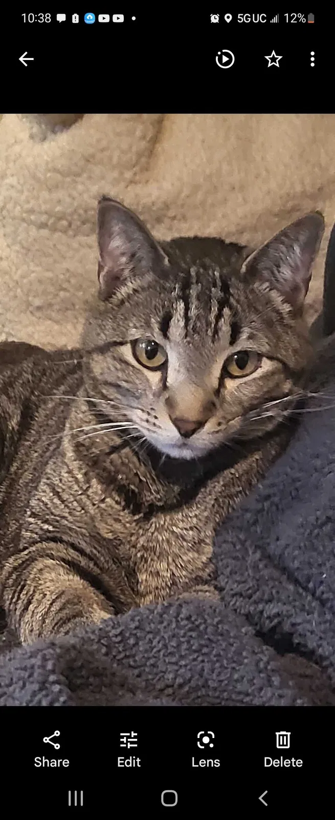 Lost cat in Denver, CO, 80226