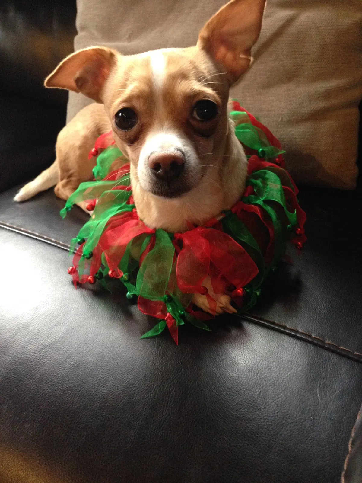 Lost dog in Louisville, KY, 40222