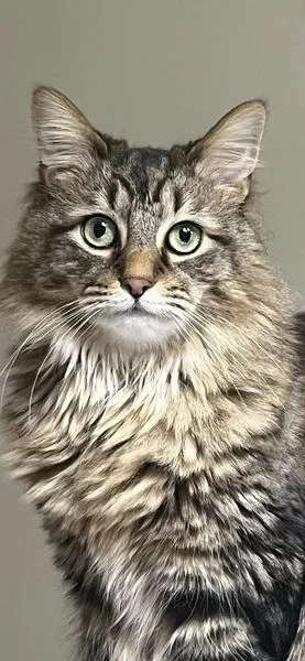 Lost cat in North Olmsted, OH, 44070