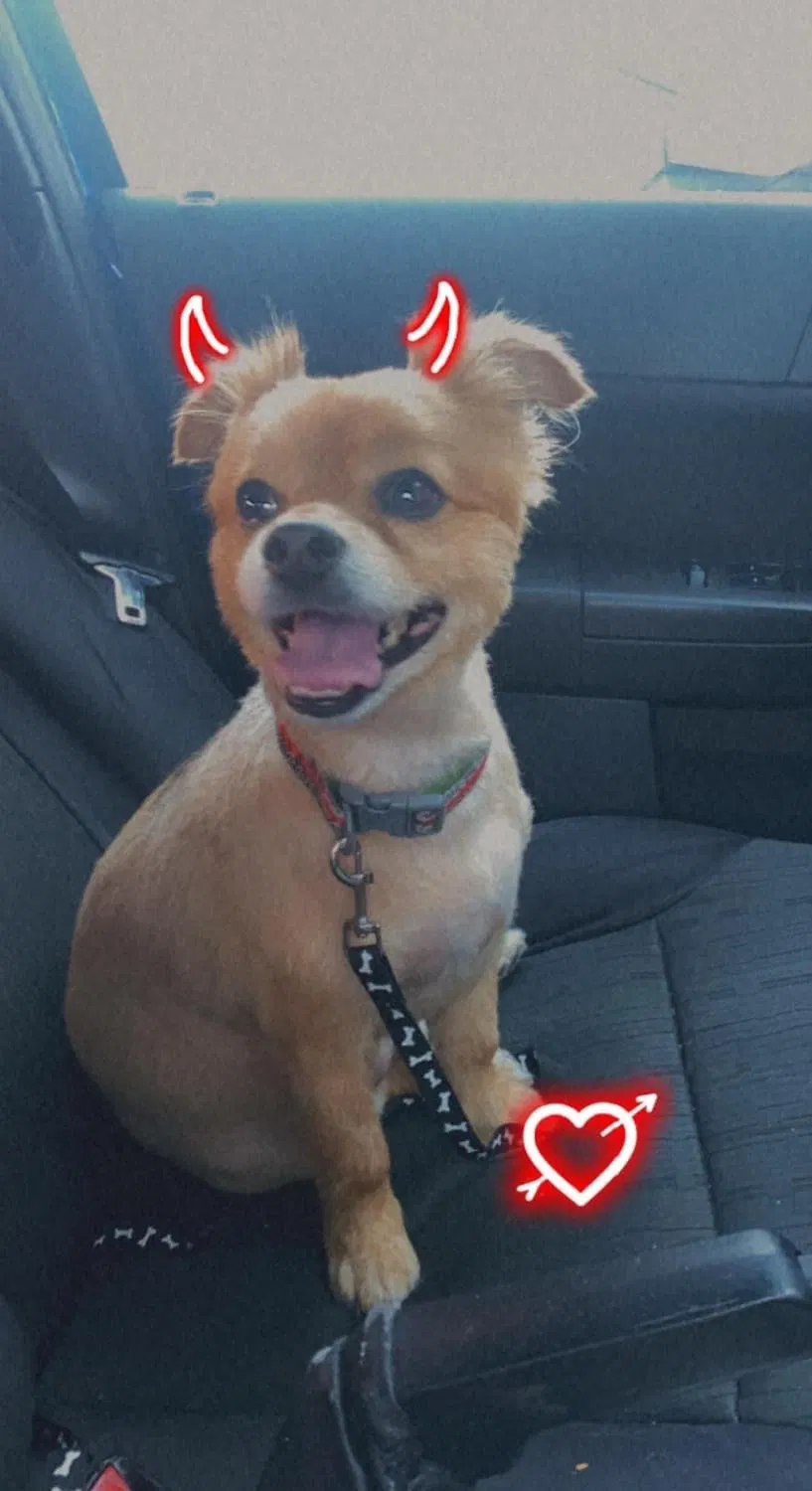 Lost dog in Rialto, CA, 92376