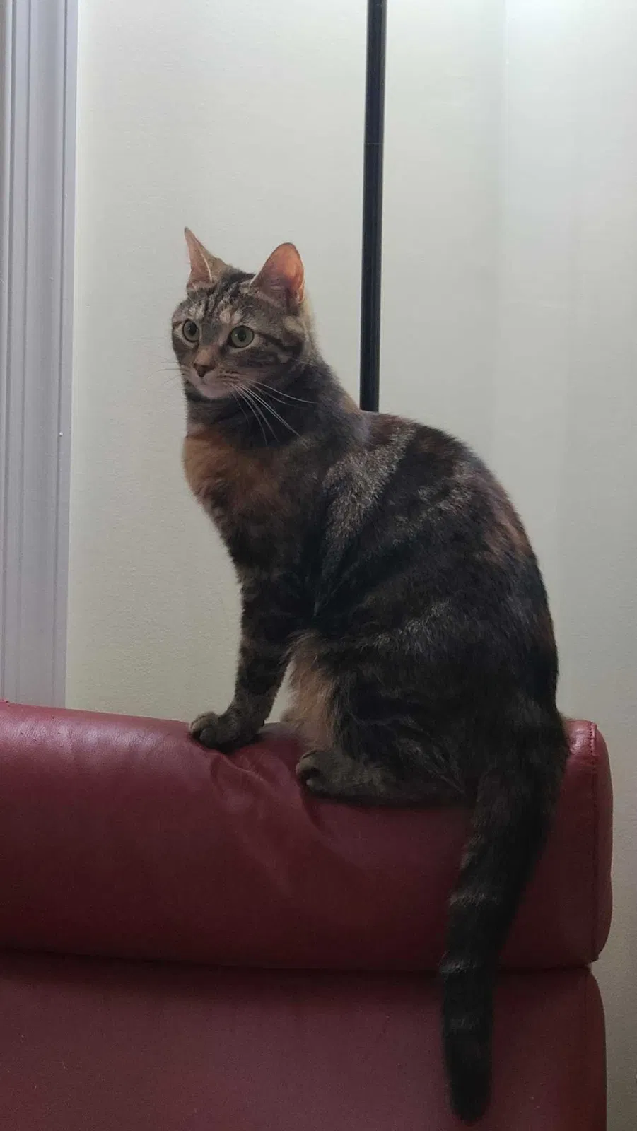 Lost cat in Ruther Glen, VA, 22546