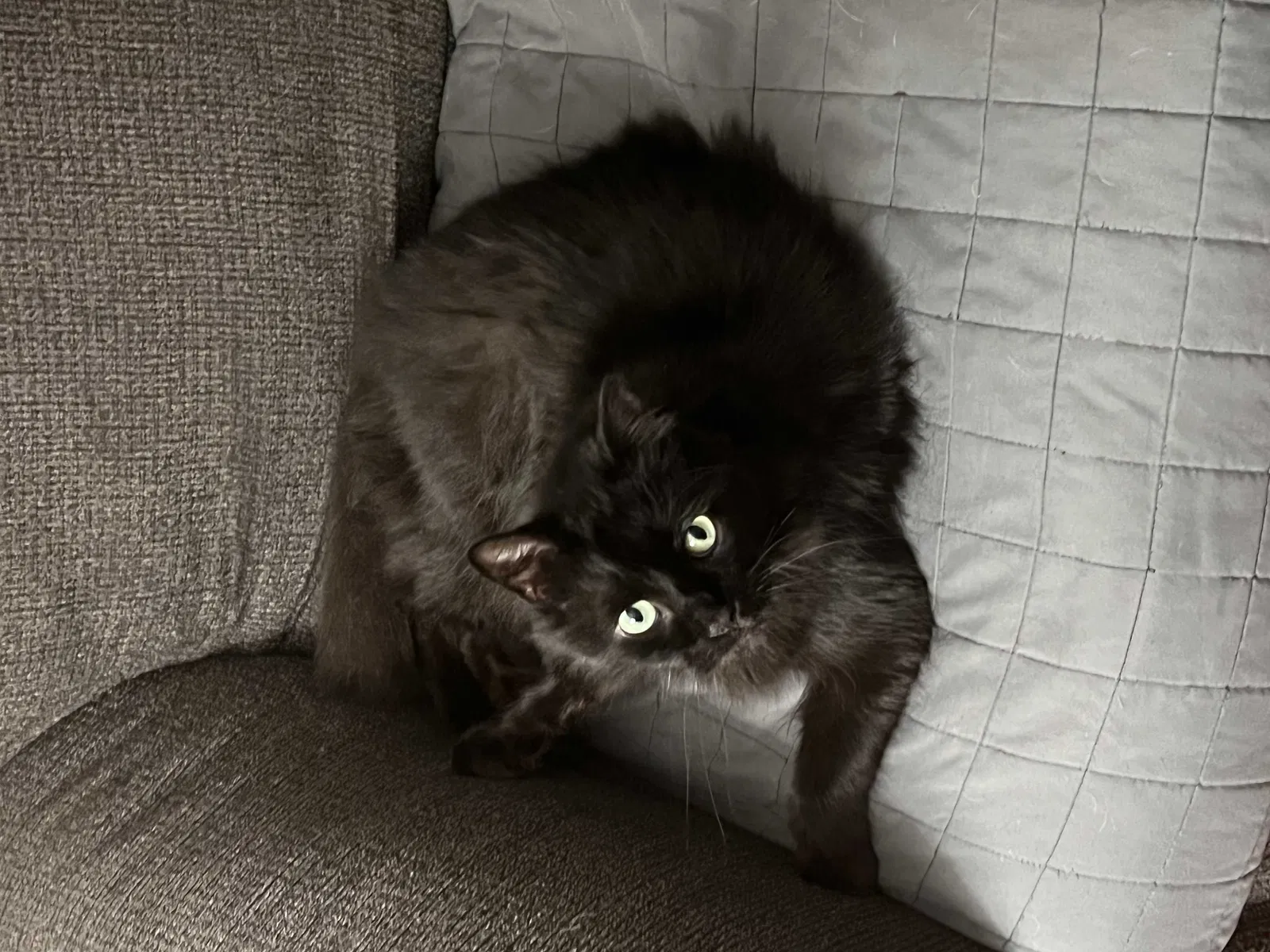 Lost cat in Rochester, NY, 14620