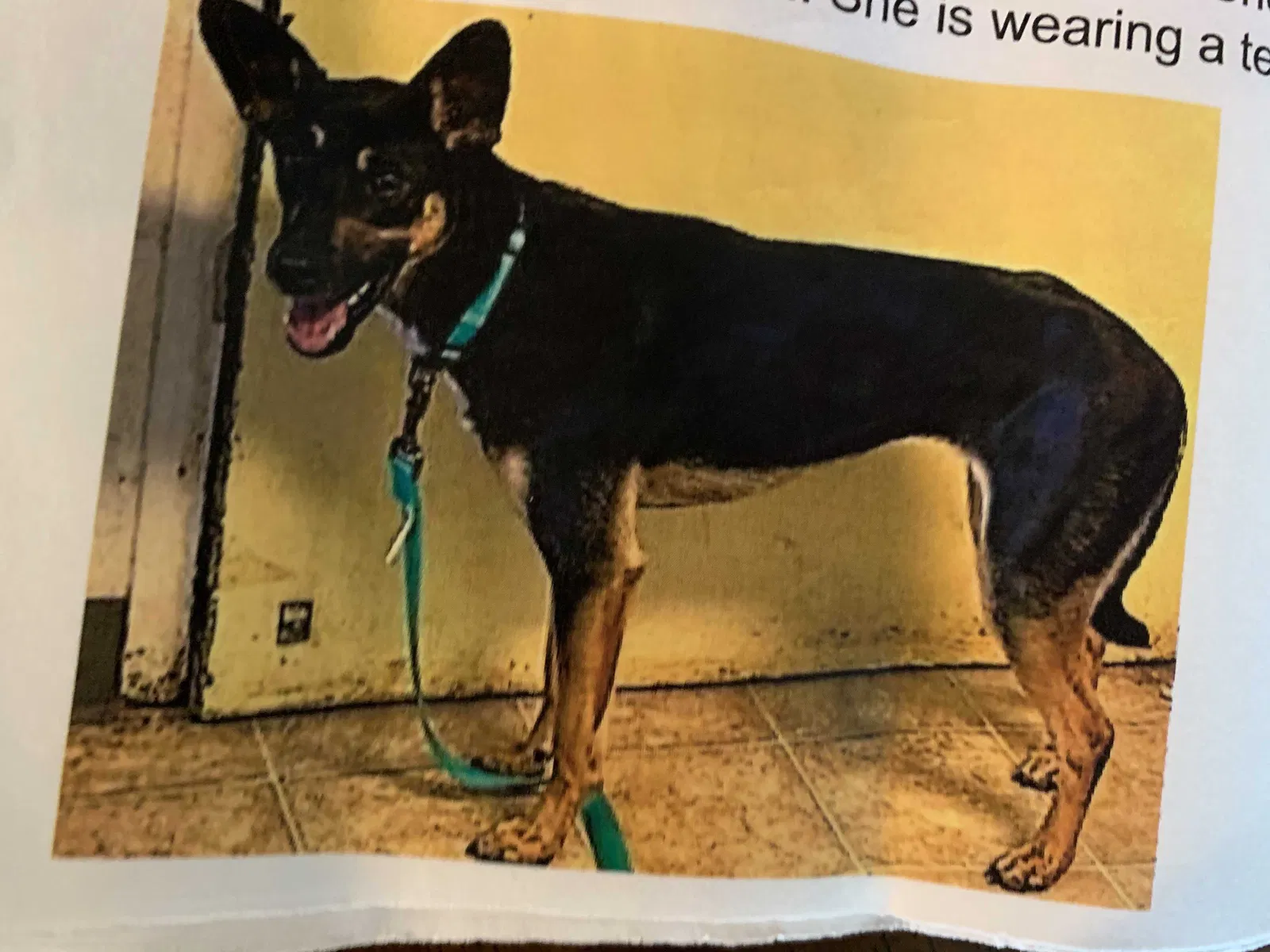 Lost dog in Pittsboro, NC, 27312